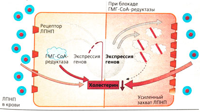 Б. Регуляция ГМГ-СоА-редуктазы и рецепторов ЛПНП изменением содержания холестерина в клетке