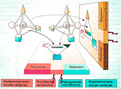 Б. Возможные причины различий в фармакологических свойствах энантиомеров
