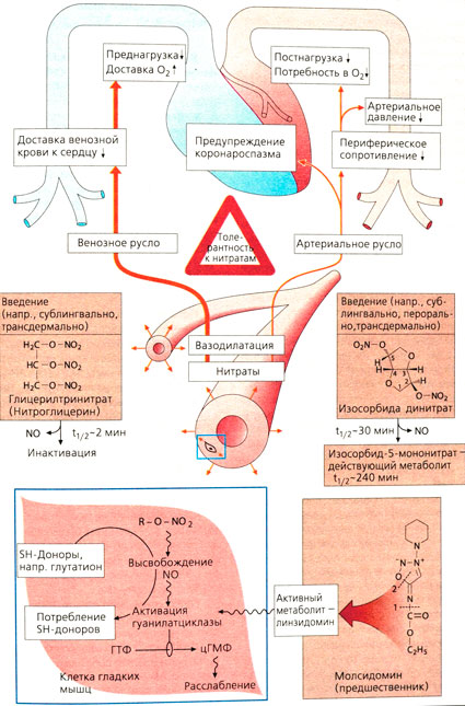 Органические нитраты