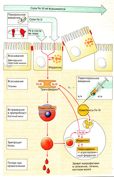 Судьба железа в организме