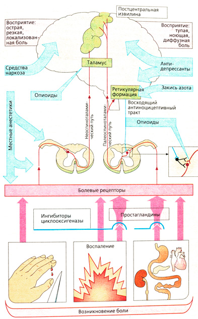 А. Возникновение и распространение боли