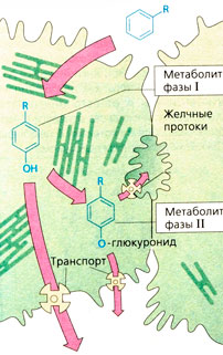 Судьба гидроксилированных веществ в печени