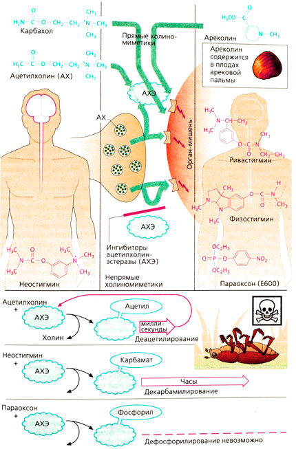 Холиномиметики прямого и непрямого действия