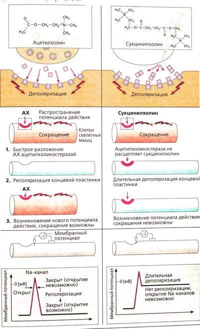 А. Действие деполяризующего миорелаксанта сукцинилхолина