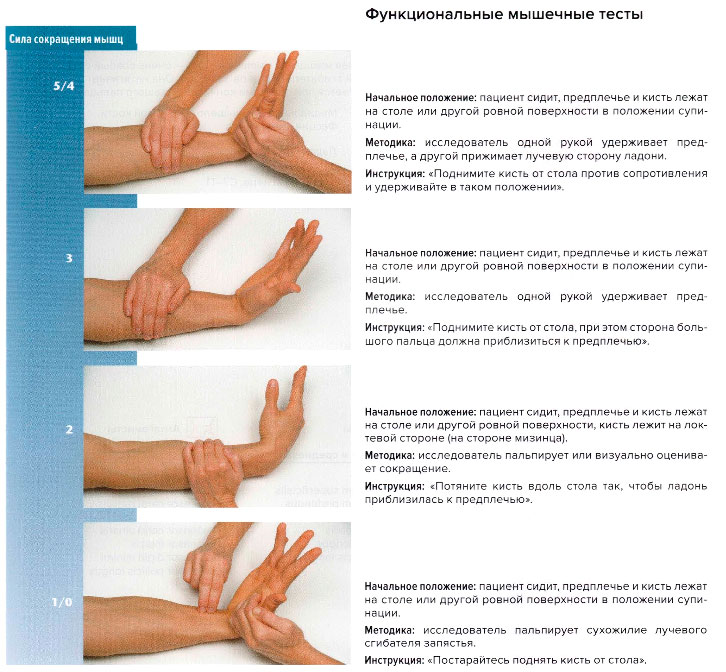 Функциональные мышечные тесты
