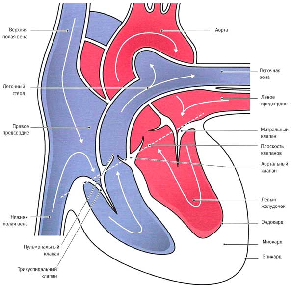 Файл:Mishci sport69.jpg