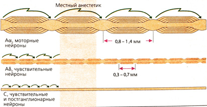 Б. Блокада проведения возбуждения в нервных окончаниях различного типа