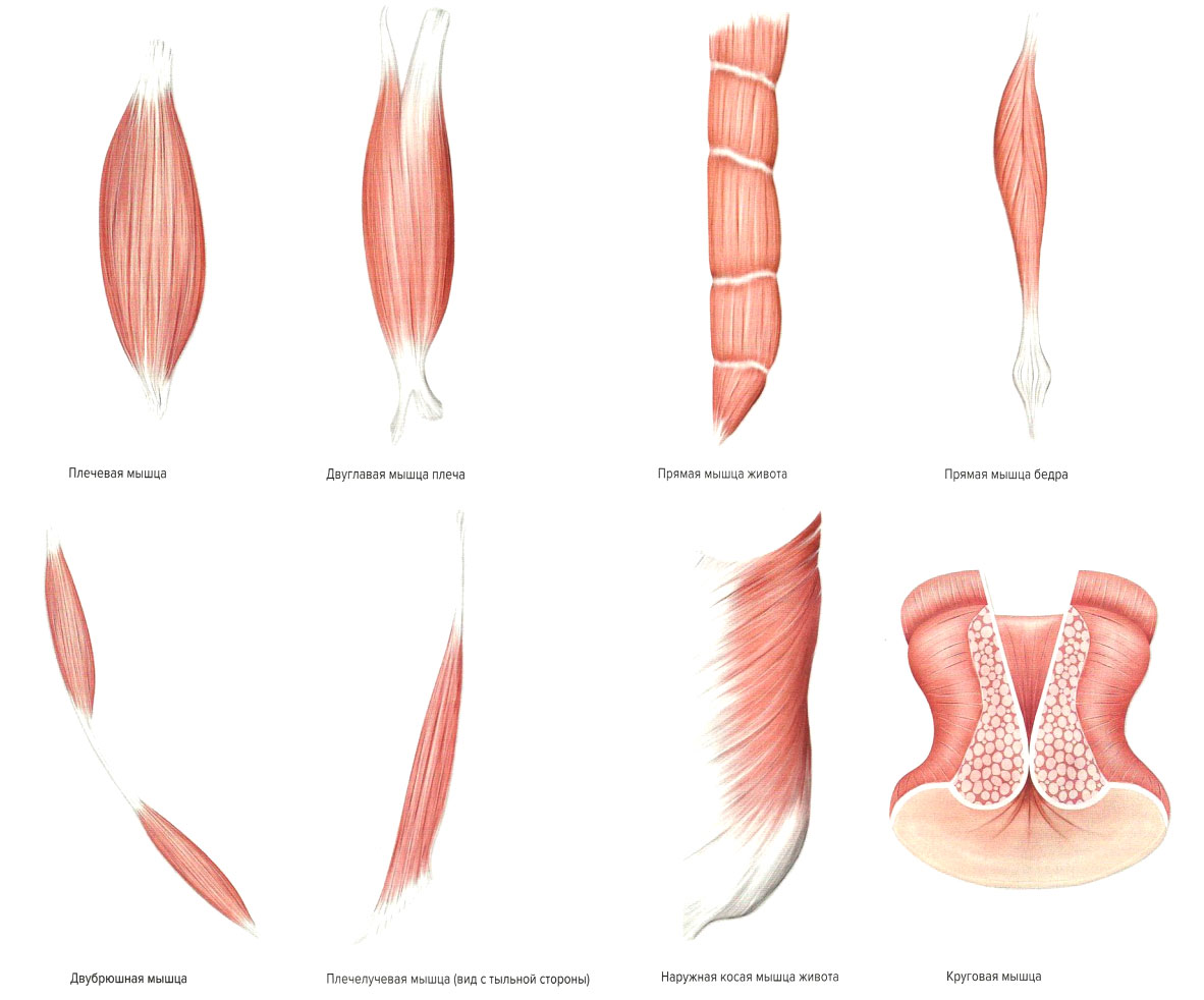 Файл:Mishci sport17.jpg