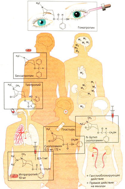 Терапевтическое использование холинолитиков