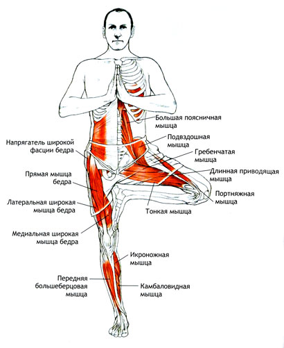 ВРИКШАСАНА Поза дерева