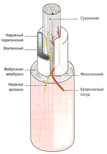 Файл:Mishci sport14.jpg