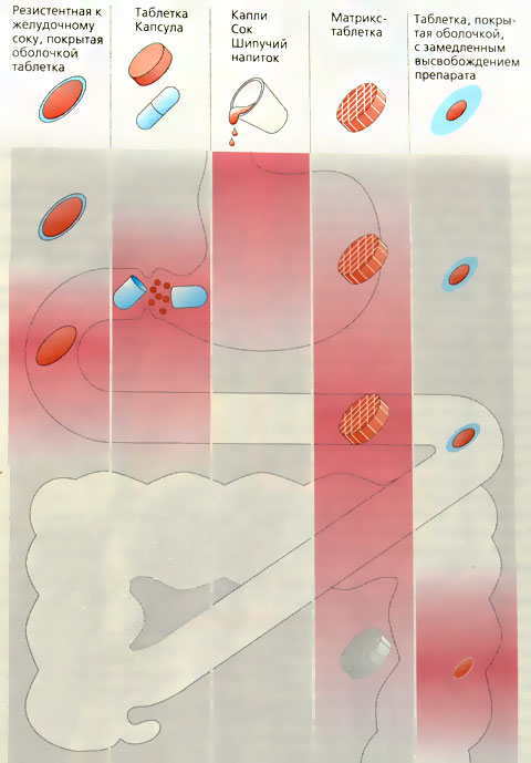 Лекарственные формы для перорального приема: высвобождение и всасывание
