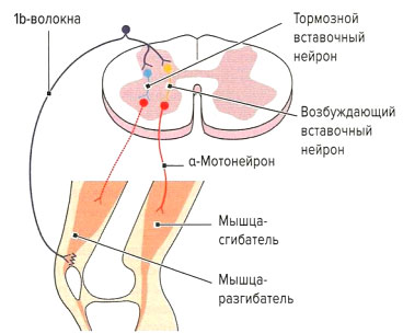 Файл:Mishci sport10.jpg