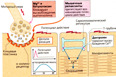 Б. Блокада нервно-мышечной передачи и электромеханического сопряжения