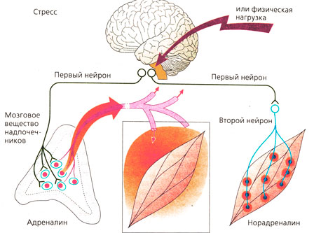 А. Адреналин как гормон, норадреналин как медиатор