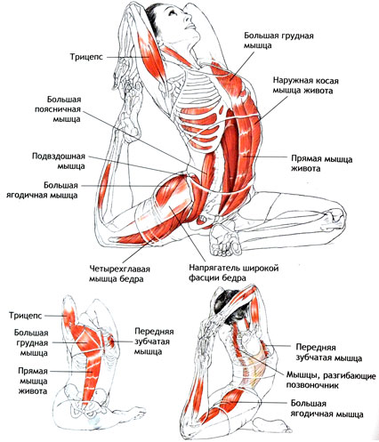 ЭКА-ПАДА-РАДЖАКАПОТАСАНА - Поза королевского голубя на одной ноге