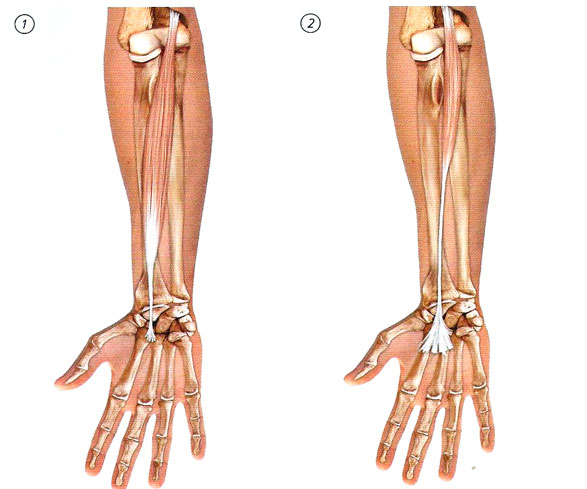 Файл:Mishci sport39.jpg