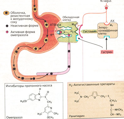 Б. Средства, ослабляющие образование соляной кислоты