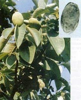 Файл:Radix panax.jpg