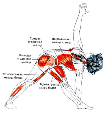 ПАРИВРИТТА-ТРИКОНАСАНА Поза обратного треугольника