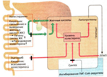 Б. Обмен холестерина в гепатоците и средства, понижающие уровень холестерина