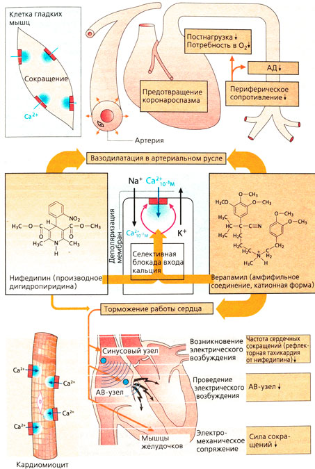 Вазодилататоры: антагонисты кальция
