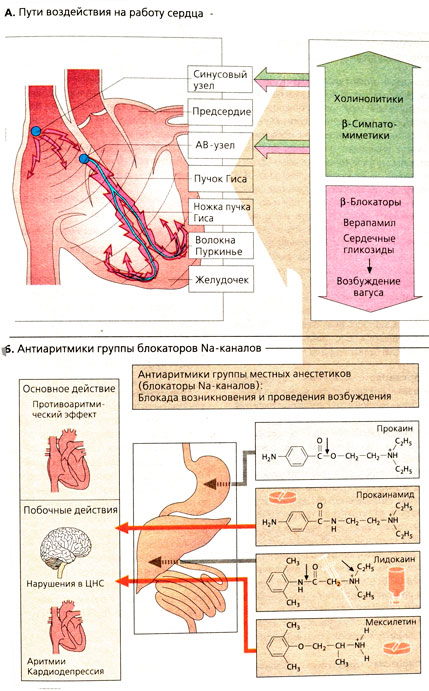 Пути воздействия на работу сердца