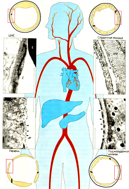 Гематотканевые барьеры