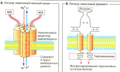 Б. Лиганд-зависимый ионный канал В. Лиганд-зависимый фермент