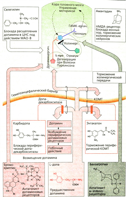 А. Противопаркинсонические средства