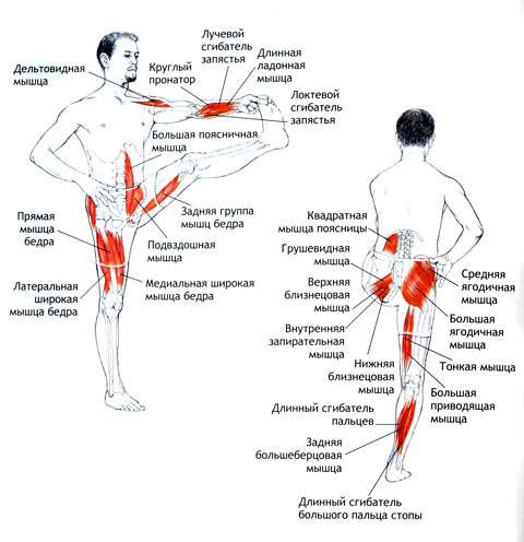 УТТХИТА-ХАСТА-ПАДАНГУШТХАСАНА Поза вытянутой руки и большого пальца ноги