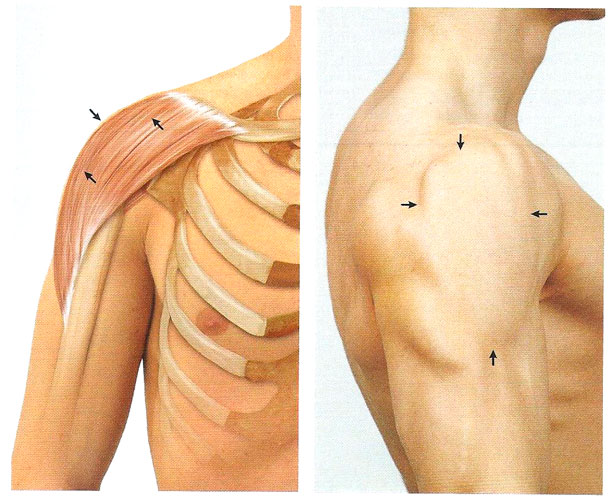 Файл:Mishci sport26.jpg