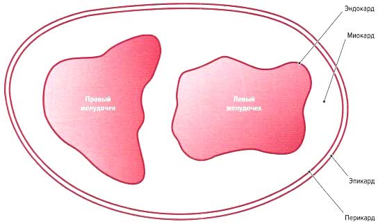 Файл:Mishci sport70.jpg