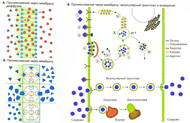 Проникновение через мембрану