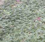 Растение Трибулус террестрис