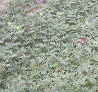 Растение Трибулус террестрис