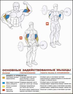 Подъем штанги на бицепс - задействованные мышцы