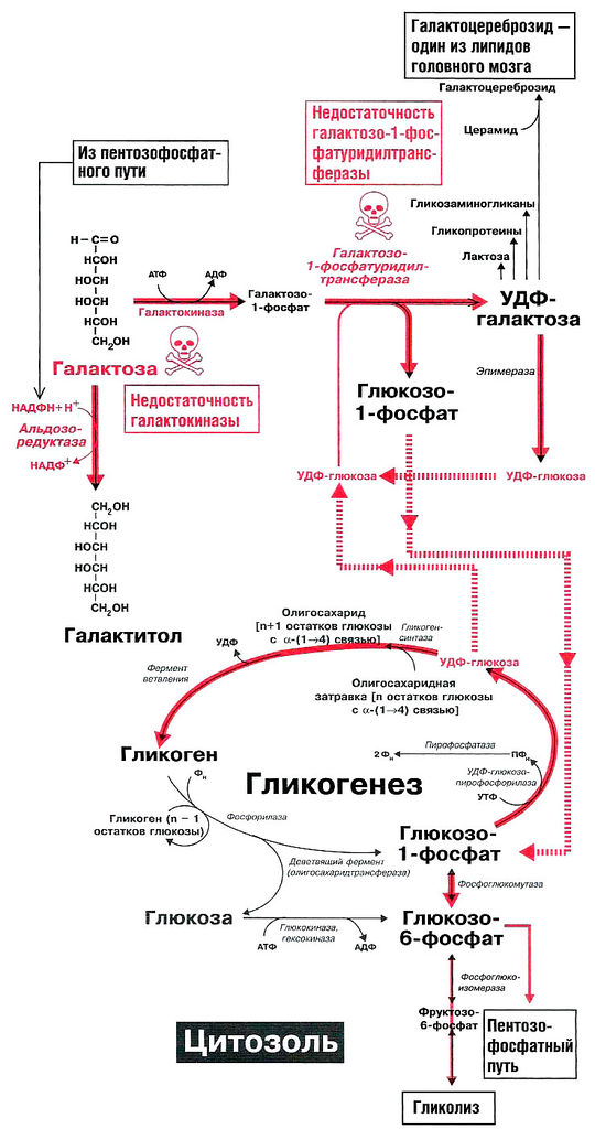 Файл:Bio wiki 20 2.jpg