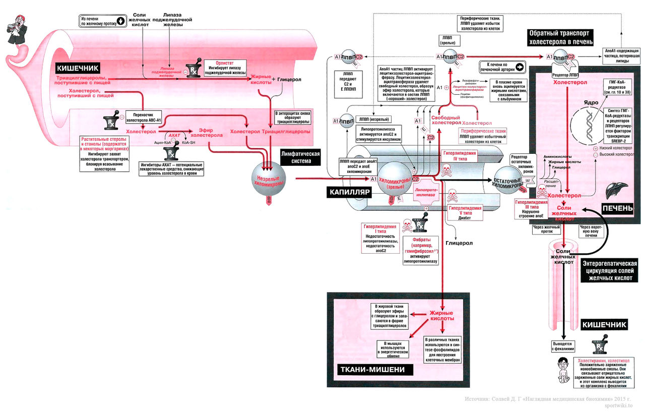 Файл:Bio wiki 42 1.jpg