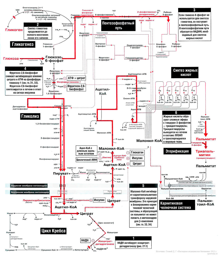 Файл:Bio wiki 21 2.jpg