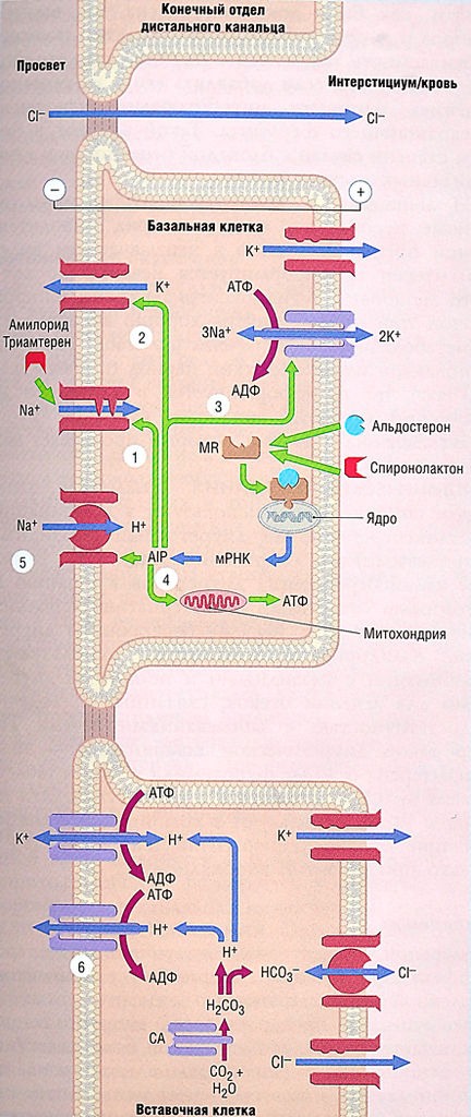 Файл:Ph 12 10.jpg