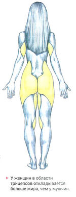 Область трицепсов у женщин