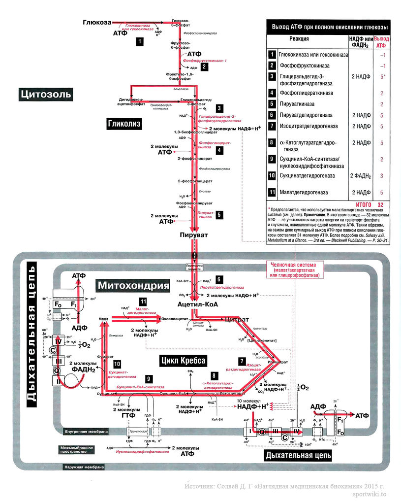 Файл:Bio wiki 16 1.jpg