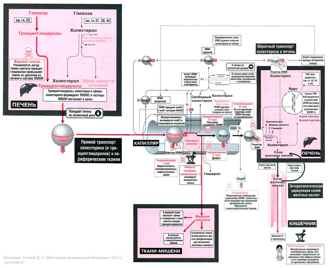 Файл:Bio wiki 40 1.jpg
