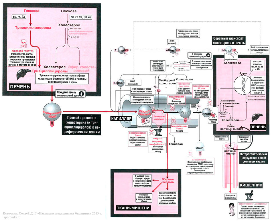 Рис. 40.1. Метаболизм ЛПОНП и ЛПВП
