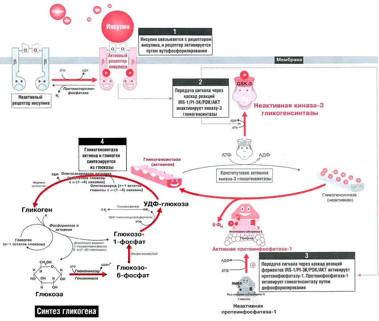 Файл:Bio wiki 25 2.jpg