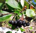 Aronia melanocarpa.jpg