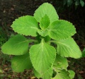 Coleus Forskholii Leaf.jpg