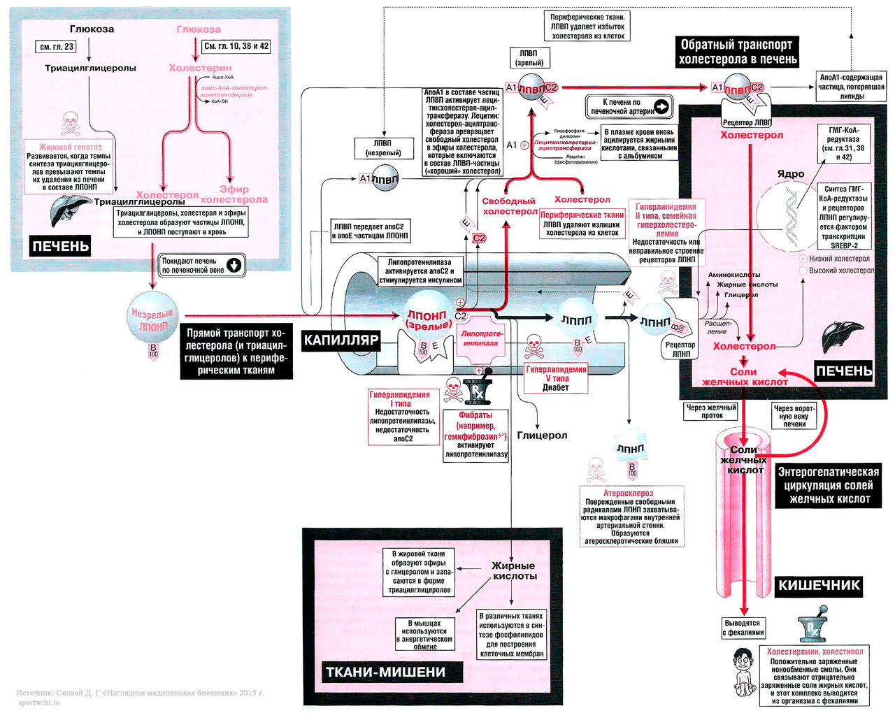 Файл:Bio wiki 41 1.jpg