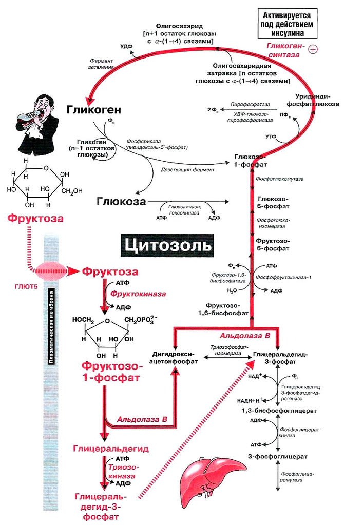 Файл:Bio wiki 22 1.jpg